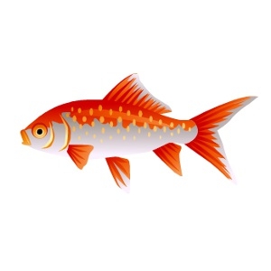 Orange Back Goldfish